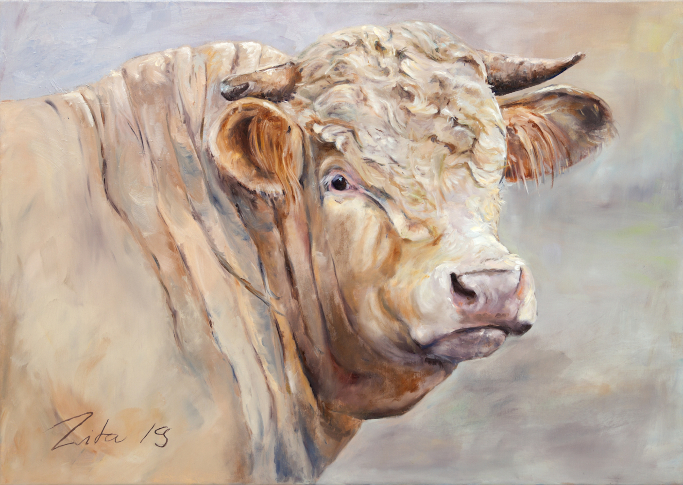 Charolais Bulle